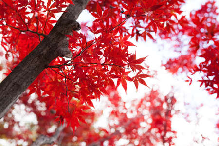 Autumn red leaves in Japanの写真素材