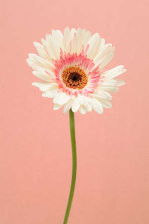 White pink gerbera daisy on pink backgroundの写真素材