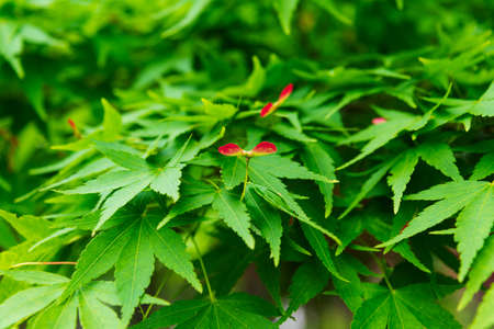 Green maple tree and red seedsの写真素材