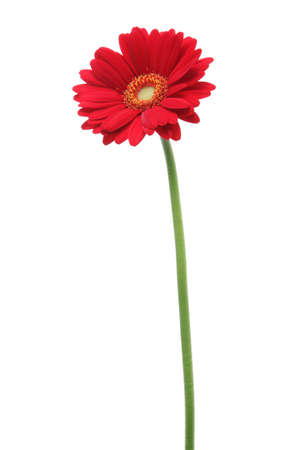 Red gerbera daisy isolated on white backgroundの写真素材