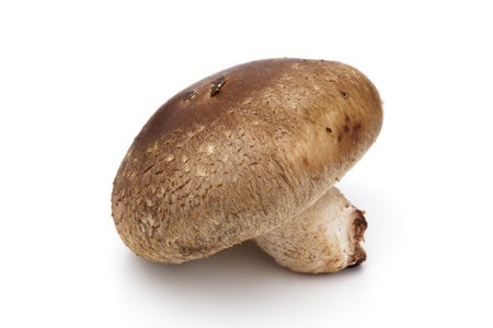 Shiitake mushroom on white backgroundの写真素材
