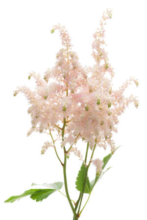 Astilbe on pink backgroundの写真素材