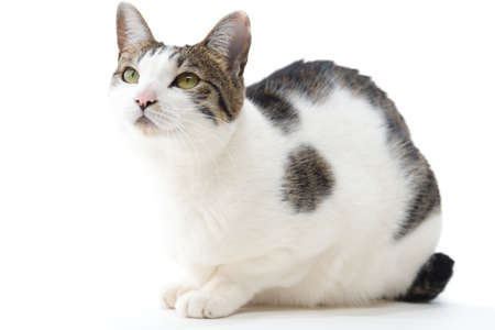 Cute cat looking up on white backgroundの写真素材
