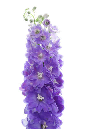 Violet delphinium isolated on white backgroundの写真素材