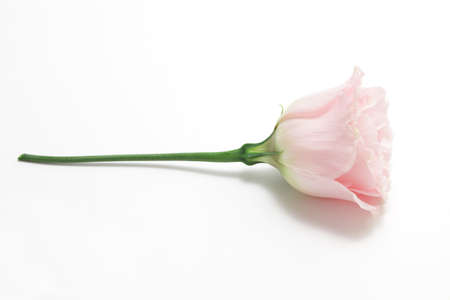 Pink Eustoma on white backgroundの写真素材
