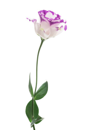 White violet Eustoma on white backgroundの写真素材