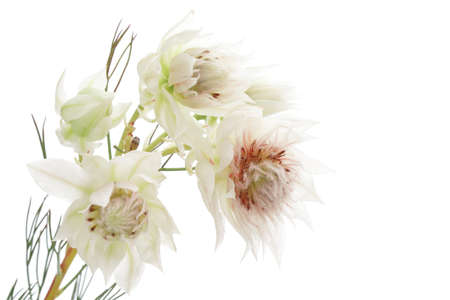 Serruria isolated on white backgroundの写真素材