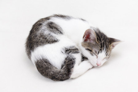 Cute kitten sleeping on white backgroundの写真素材