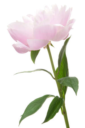 Pink peony on white backgroundの写真素材