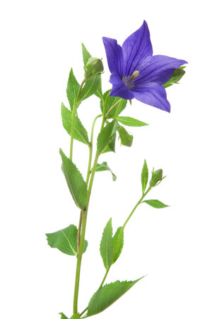 Japanese bellflower, kikyo, isolated white backgroundの写真素材
