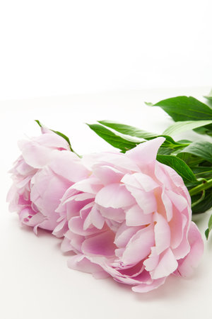 Pink peonies on white backgroundの写真素材