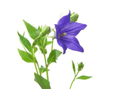Japanese bellflower, kikyo, isolated white backgroundの写真素材