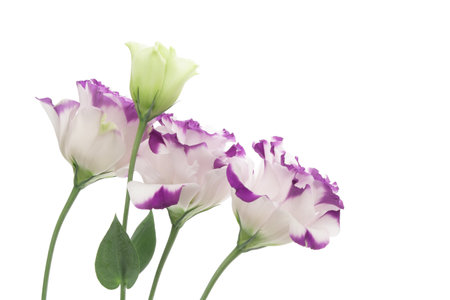White violet Eustoma on white backgroundの写真素材