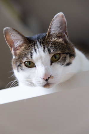 Cat sitting on the table and looking downの写真素材
