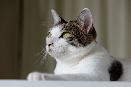 Portrait of a cute cat lying and lookingの写真素材