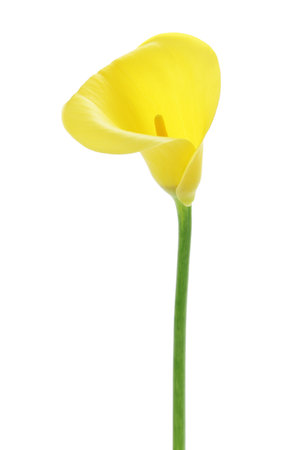 Yellow Calla lily isolated white backgroundの写真素材