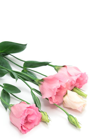 bouquet of pink eustoma flowers on a white backgroundの写真素材