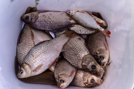 Fresh fish in a bucket, close-up. Fresh fish.の写真素材