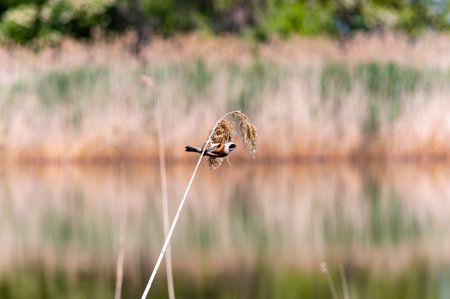 A bird perched on a reed in the middle of a lakeの写真素材