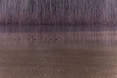 Ducks swimming in the lake with reeds in the background.の写真素材