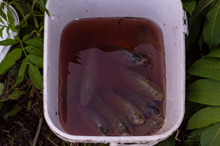 Fish in a plastic container. Fish farming in the countryside. Fish farming.の写真素材