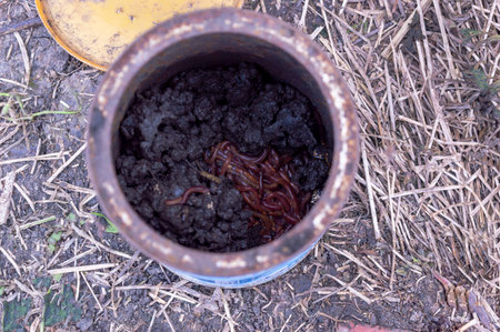Earthworm in a bucket on a background of dry grass and soilの写真素材