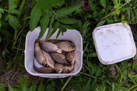 Fish caught in a plastic container on the shore of the lake.の写真素材