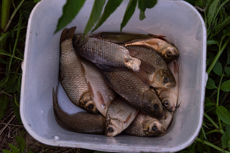 Freshly caught fish on the river bank. Carp fishing.の写真素材