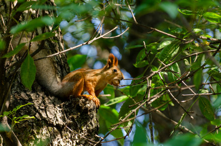 squirrel on the tree in the forest, closeup of photoの写真素材