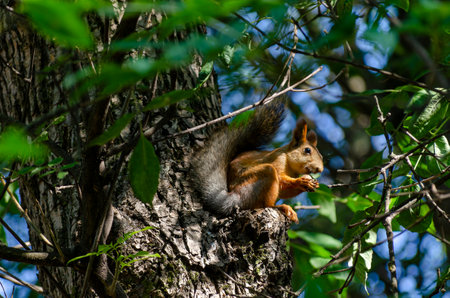 squirrel on the tree eats a nut in the forest in summerの写真素材
