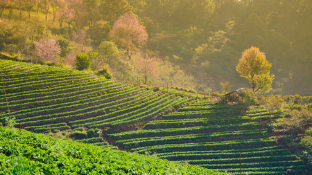 strawberry garden at Doi Ang Khang , Chiang Mai, Thailandの写真素材