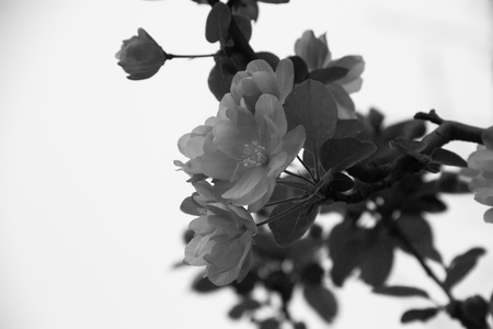 Flower in black and whiteの写真素材