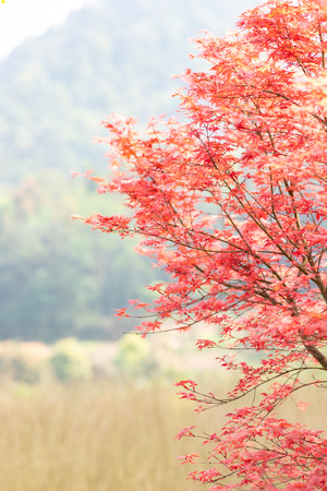 Maple treeの写真素材