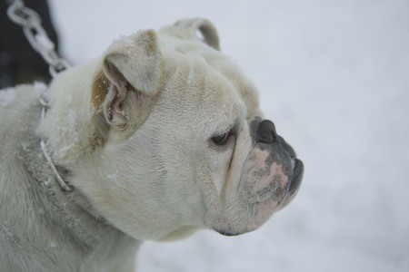 White bulldog in winterの写真素材