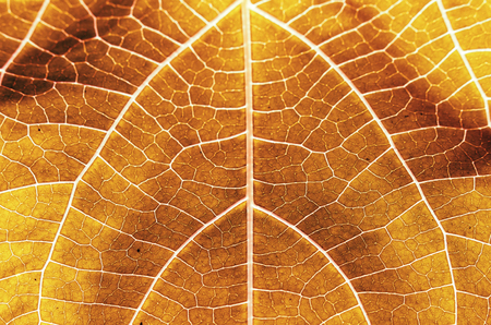 yellow red leaf stalk and abstract backgroundの写真素材