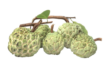 Custard apple green on white background
