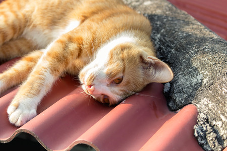 orange cat on red roof,Lazy dayの写真素材