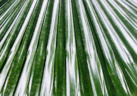 Ruffled Fan Palm Leaf,color green leafの写真素材