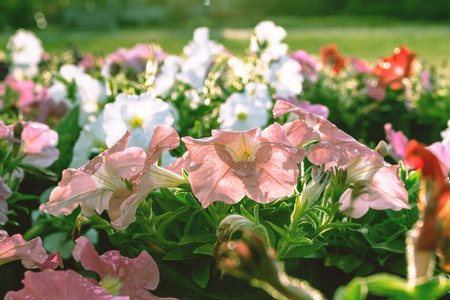 color flower pink white and red,Petunia  flowerの写真素材