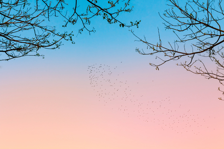 Bird in blue and pink color sky with dry bush treeの写真素材