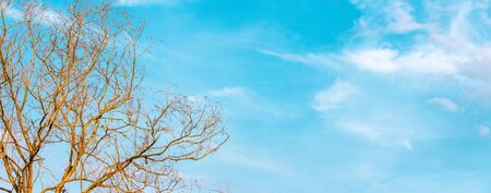 Dry bush tree with day light and light blue sky backgroundの写真素材
