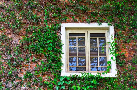Creeping fig on brown brick wall with white windowの写真素材