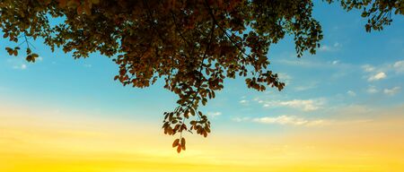 Yellow sundown light in twilight blue sky with bush tree