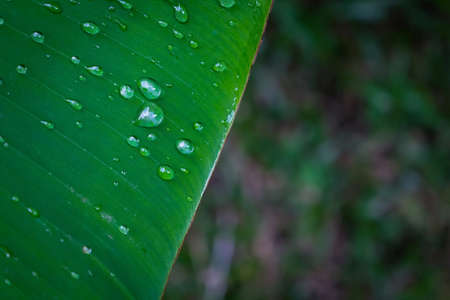 water drop on green banana leaf After rainの写真素材