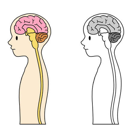 Illustration of the cerebrum, cerebellum and brain stemの写真素材