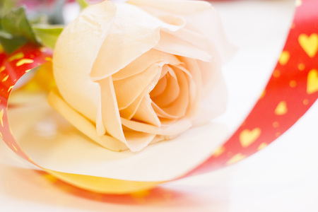 St. Valentine's Day concept with a beautiful cream rose, close up, white backgroundの写真素材