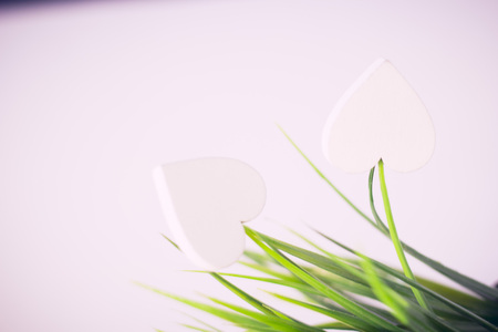 Valentine's Day, Wedding, Ecology, Save the Planet concept, with white wooden hearts on a leaf of a green plant , close upの写真素材