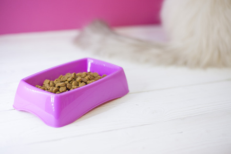 A pink plastic bowl of cat food and a cat sitting on a white wooden floor, selective focus, close upの写真素材