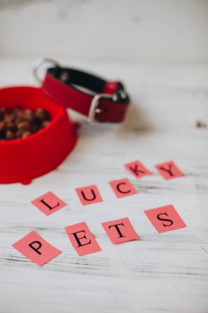 A bowl of dog foodの写真素材