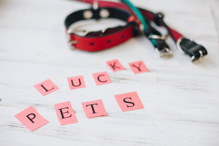 Red dog collarsの写真素材